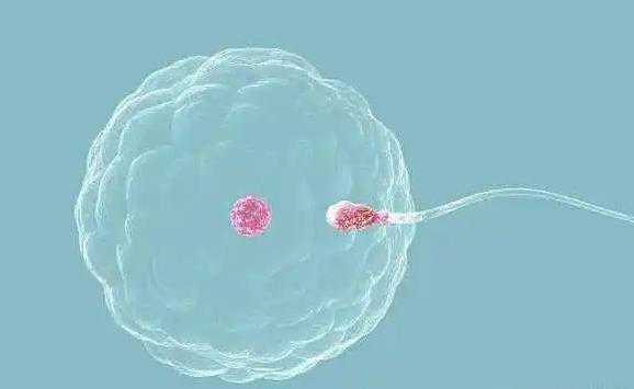 囊胚移植七天不着床是失败了吗？囊胚移植*率高吗？-助孕机构排名