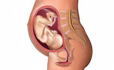 输卵管上举影响做试管吗？-供卵代怀咨询