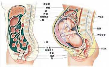 女生患马凡氏综合症可以做三代试管婴儿生育吗，马凡氏综合症三代试管婴儿-试管代妈
