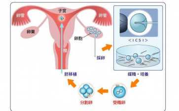 胚胎级别划分与分级解析:2024年概览-代妈补偿表 胚胎级别划分与分级解析:2024年概览-代妈补偿表