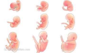 子宫肌瘤为何成为“首位瘤”？其造成的危害有多大？-哪做代怀好